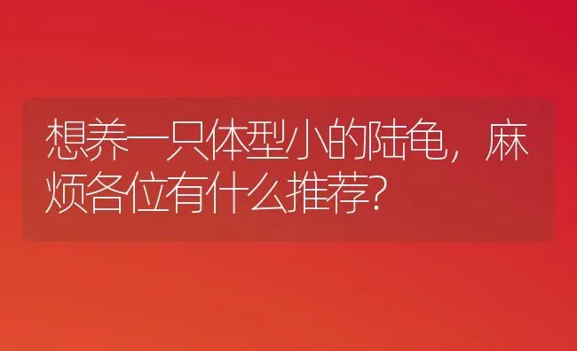 想养一只体型小的陆龟，麻烦各位有什么推荐？ | 动物养殖问答