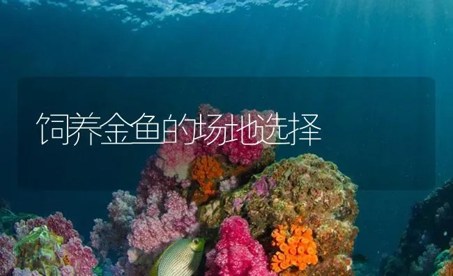 饲养金鱼的场地选择 | 海水养殖技术