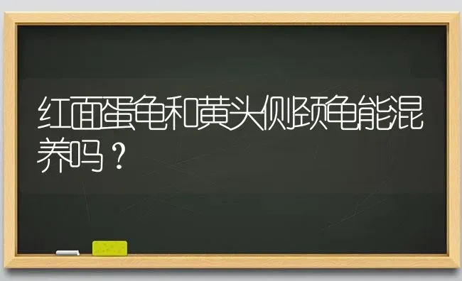 红面蛋龟和黄头侧颈龟能混养吗？ | 动物养殖问答