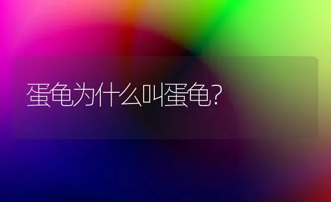 蛋龟为什么叫蛋龟？ | 动物养殖问答