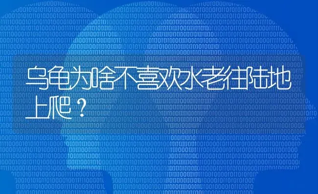 乌龟为啥不喜欢水老往陆地上爬？ | 动物养殖问答