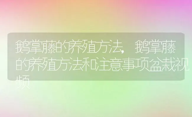 鹅掌藤的养殖方法,鹅掌藤的养殖方法和注意事项盆栽视频 | 宠物百科知识