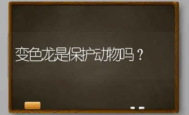 变色龙是保护动物吗？ | 动物养殖问答