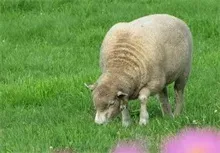 夏季要重防绵羊传染性脓疱