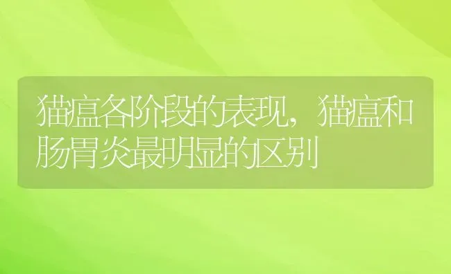 猫瘟各阶段的表现,猫瘟和肠胃炎最明显的区别 | 宠物百科知识