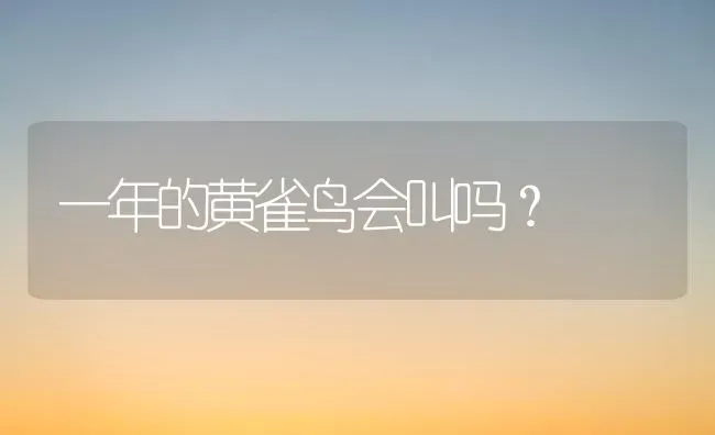 比熊个头大还是小的好？ | 动物养殖问答