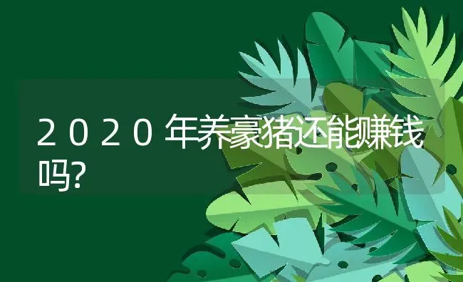 2020年养豪猪还能赚钱吗？ | 动物养殖百科