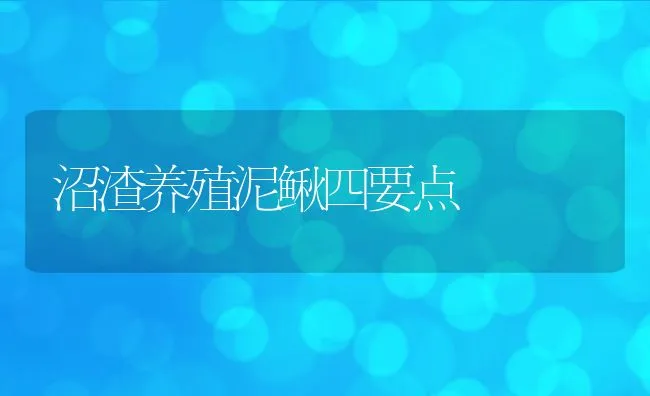 沼渣养殖泥鳅四要点 | 动物养殖饲料