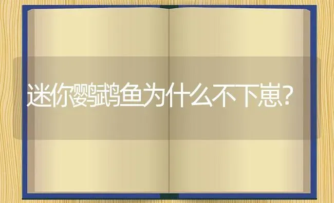 迷你鹦鹉鱼为什么不下崽？ | 鱼类宠物饲养