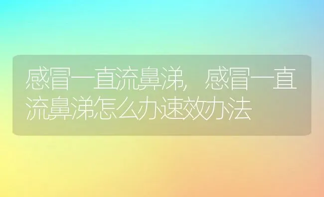 感冒一直流鼻涕,感冒一直流鼻涕怎么办速效办法 | 宠物百科知识