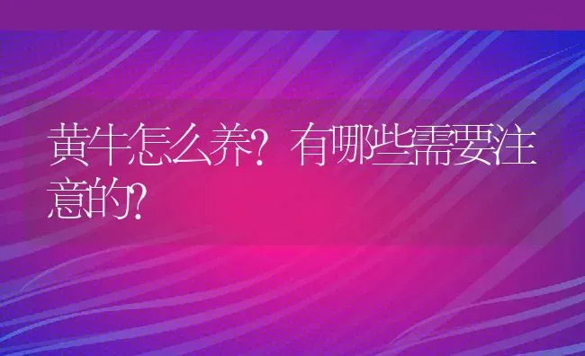 黄牛怎么养？有哪些需要注意的？ | 动物养殖百科