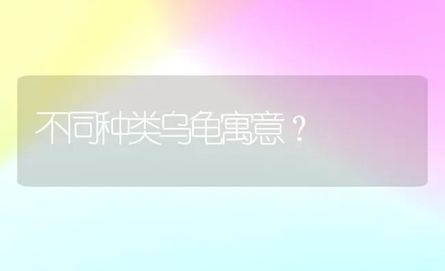 不同种类乌龟寓意？ | 动物养殖问答