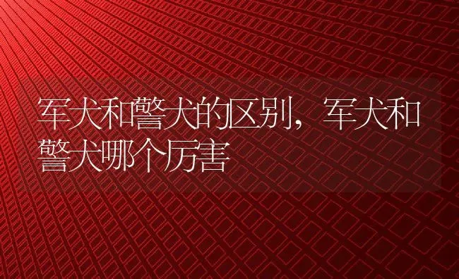 军犬和警犬的区别,军犬和警犬哪个厉害 | 宠物百科知识