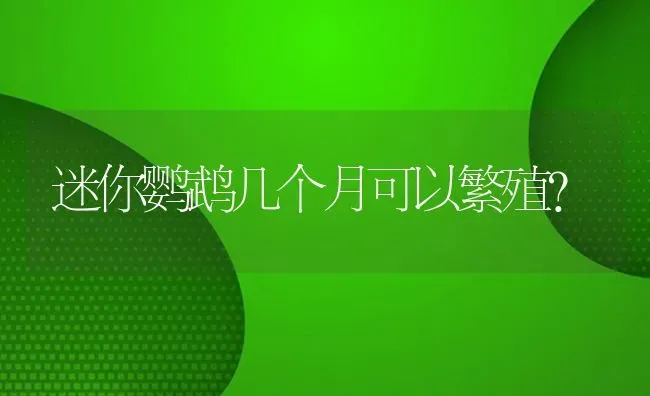 迷你鹦鹉几个月可以繁殖？ | 鱼类宠物饲养