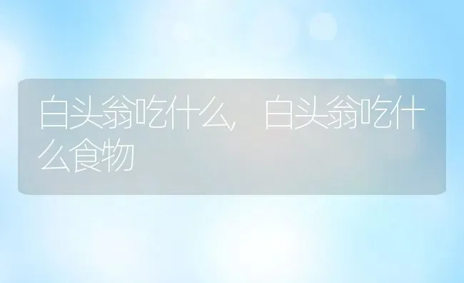 白头翁吃什么,白头翁吃什么食物 | 宠物百科知识