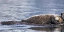 水獭宝宝在妈妈怀中酣睡过河