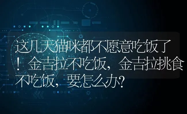 这几天猫咪都不愿意吃饭了!金吉拉不吃饭，金吉拉挑食不吃饭，要怎么办？ | 动物养殖问答