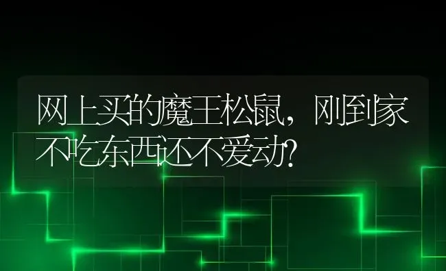 狗狗胸前有白毛是不吉利吗？ | 动物养殖问答