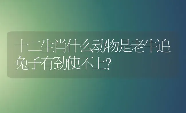 十二生肖什么动物是老牛追兔子有劲使不上？ | 动物养殖问答