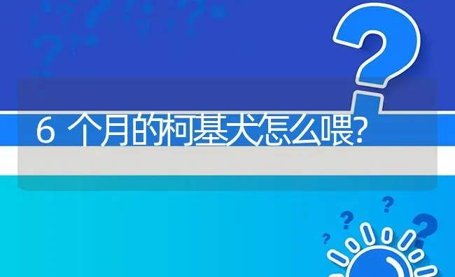 6个月的柯基犬怎么喂？ | 动物养殖问答