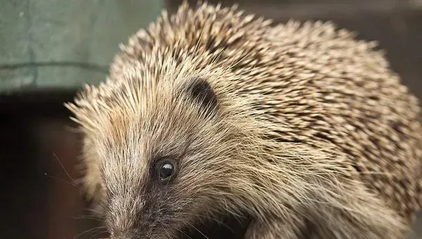 养刺猬赚钱吗？刺猬养殖的利润与投资成本及前景预测