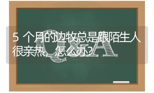 5个月的边牧总是跟陌生人很亲热，怎么办？ | 动物养殖问答