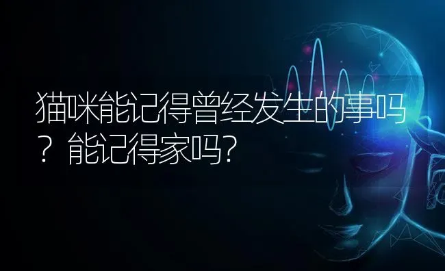 猫咪能记得曾经发生的事吗？能记得家吗？ | 动物养殖问答