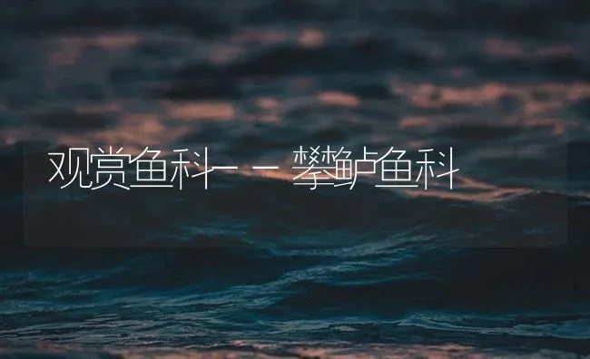 观赏鱼科--攀鲈鱼科 | 海水养殖技术