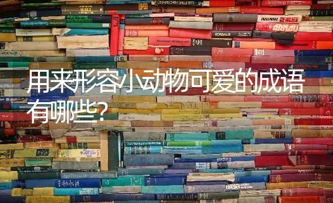 博美犬临产的征兆以及有哪些表现？ | 动物养殖问答