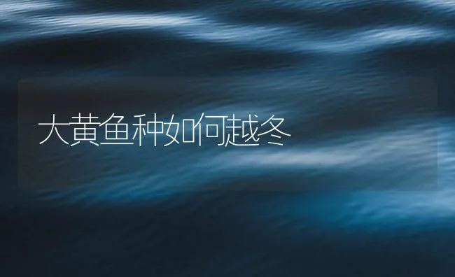 大黄鱼种如何越冬 | 海水养殖技术