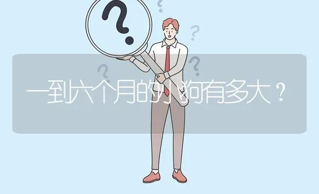 一到六个月的小狗有多大？ | 动物养殖问答