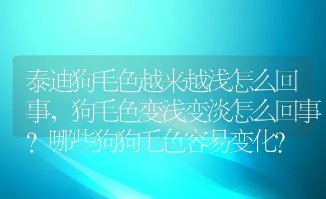 泰迪狗毛色越来越浅怎么回事,狗毛色变浅变淡怎么回事？哪些狗狗毛色容易变化？ | 宠物百科知识