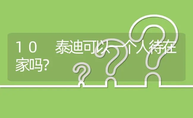 10 泰迪可以一个人待在家吗？ | 动物养殖问答