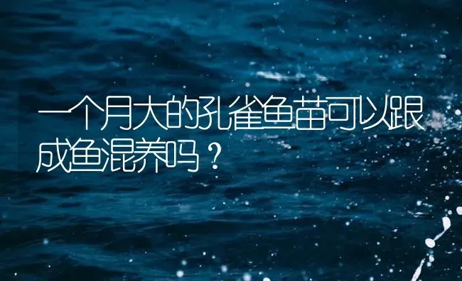 一个月大的孔雀鱼苗可以跟成鱼混养吗？ | 鱼类宠物饲养