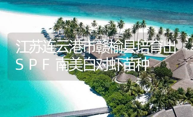 江苏连云港市赣榆县培育出SPF南美白对虾苗种 | 海水养殖技术