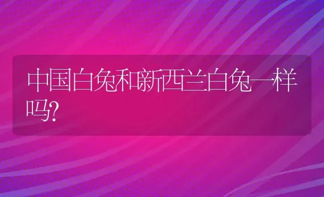 中国白兔和新西兰白兔一样吗？ | 动物养殖问答