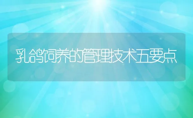 乳鸽饲养的管理技术五要点 | 动物养殖饲料