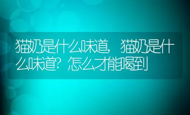 猫奶是什么味道,猫奶是什么味道?怎么才能喝到 | 宠物百科知识