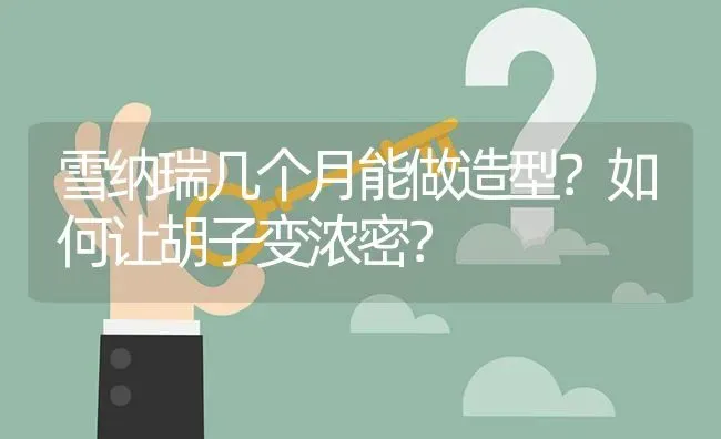 雪纳瑞几个月能做造型？如何让胡子变浓密？ | 动物养殖问答