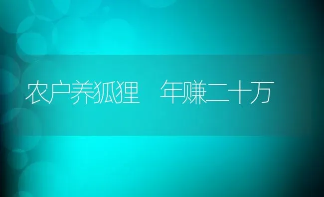 农户养狐狸 年赚二十万 | 动物养殖教程