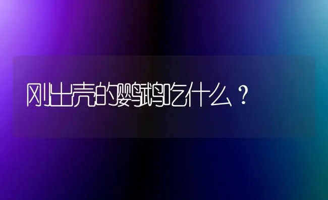 刚出壳的鹦鹉吃什么？ | 动物养殖问答