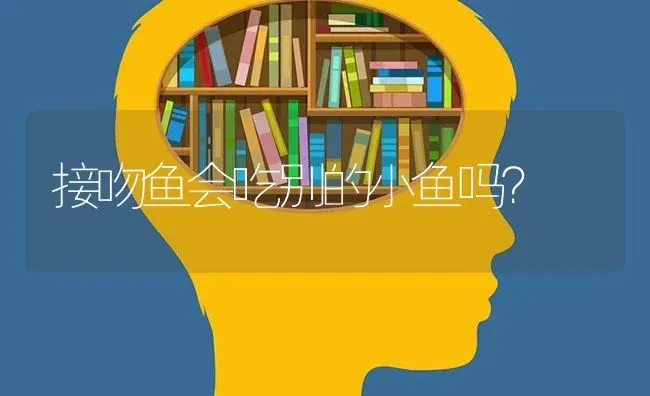 接吻鱼会吃别的小鱼吗？ | 鱼类宠物饲养