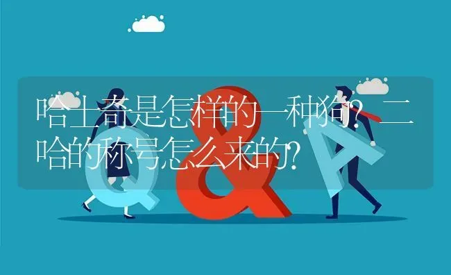 哈士奇是怎样的一种狗？二哈的称号怎么来的？ | 动物养殖问答