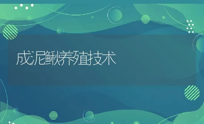 成泥鳅养殖技术 | 动物养殖学堂