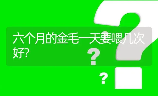 吉娃娃叶子发黄什么原因？ | 动物养殖问答