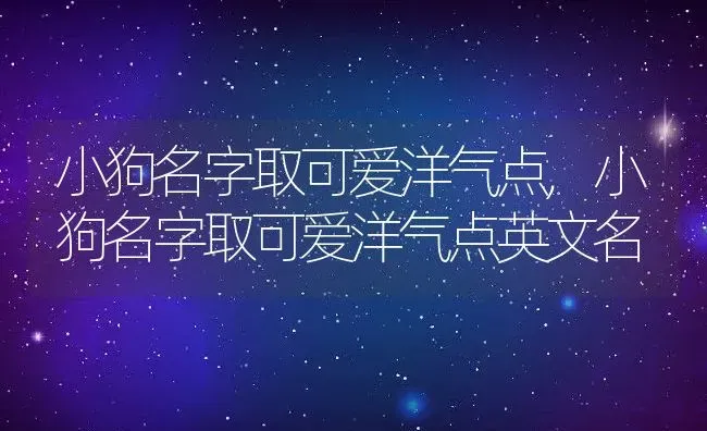 小狗名字取可爱洋气点,小狗名字取可爱洋气点英文名 | 宠物百科知识