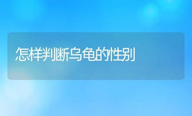 怎样判断乌龟的性别 | 动物养殖饲料