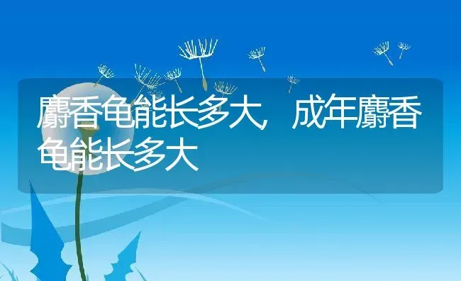 麝香龟能长多大,成年麝香龟能长多大 | 宠物百科知识