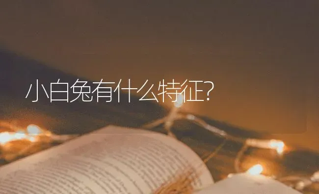 小白兔有什么特征？ | 动物养殖问答