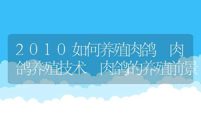 2010如何养殖肉鸽 肉鸽养殖技术 肉鸽的养殖前景 | 水产养殖知识